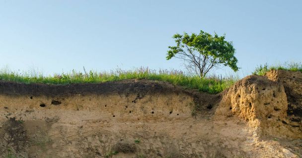 崖の端に木が生えている。青い空と粘土の層で地球のスライス。生態学・環境学の概念 - 写真・画像