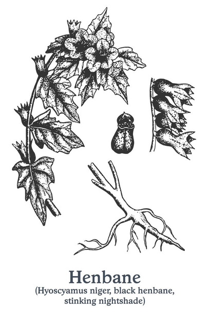 Χένμπεϊν. Ζωγραφισμένο στο χέρι φυτό. Vintage σχέδιο των φαρμακευτικών φυτών. - Διάνυσμα, εικόνα