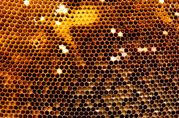Esagonale texture a nido d'ape sfondo primo piano - Foto, immagini