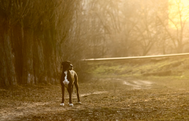 Gran perro danés caminando al aire libre
 - Foto, Imagen
