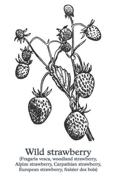 Wild strawberry. Vector hand drawn plant. Vintage medicinal plant sketch. - Vector, Image