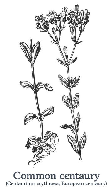 Közönséges centauria. Kézzel húzott vektor növény. Vintage gyógynövény vázlat. - Vektor, kép