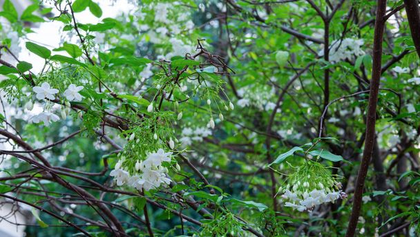 Ένα λευκό λουλούδι που ονομάζεται MOK ή Wright religiosa. Ένα μάτσο άσπρα λουλούδια σε ένα κλαδί με πράσινα φύλλα. - Φωτογραφία, εικόνα