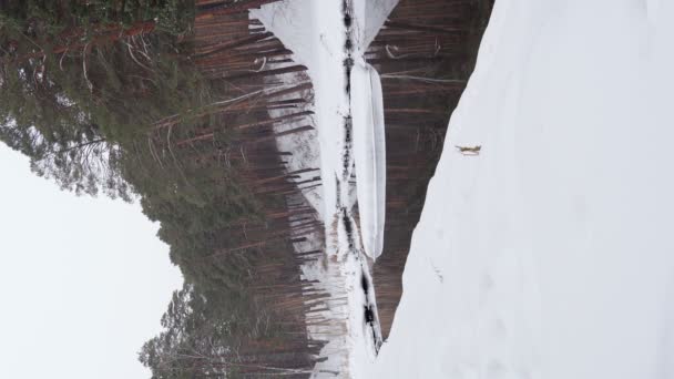 Karlı kış ormanı nehir manzarası. Kar ağaçlarıyla kaplı bir manzara. dikey video - Video, Çekim