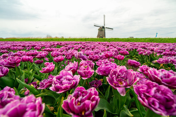 Tulipes et moulins à vent aux Pays-Bas. Champs d'alkmaar au printemps - Photo, image