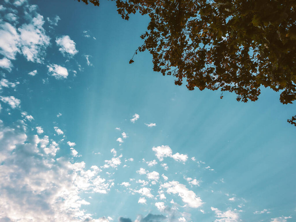 Осеннее дерево желтые листья на голубом небе обрамлены яркими солнечными лучами, сияющими сквозь облака, живописным естественным фоном - Фото, изображение