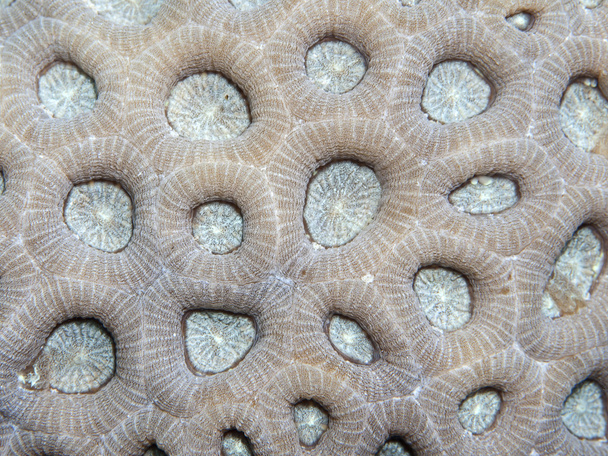 Coral texture - Foto, Imagen