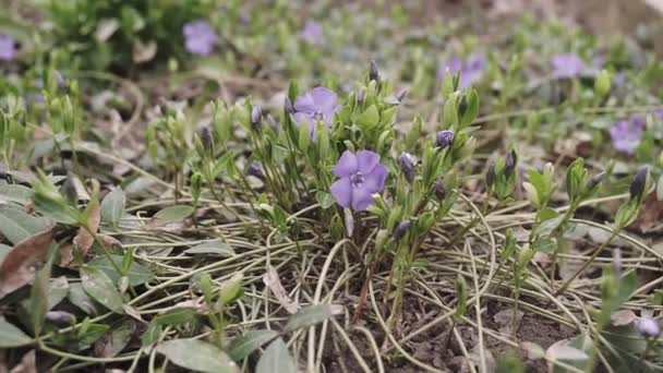 Hermosa flor violeta temprana o madera pálida violeta (Viola odorata) floración en primavera, profundidad de campo poco profunda, macroplano. - Imágenes, Vídeo