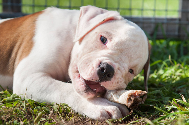 American Bulldog filhote de cachorro está comendo uma pata de frango na natureza - Foto, Imagem