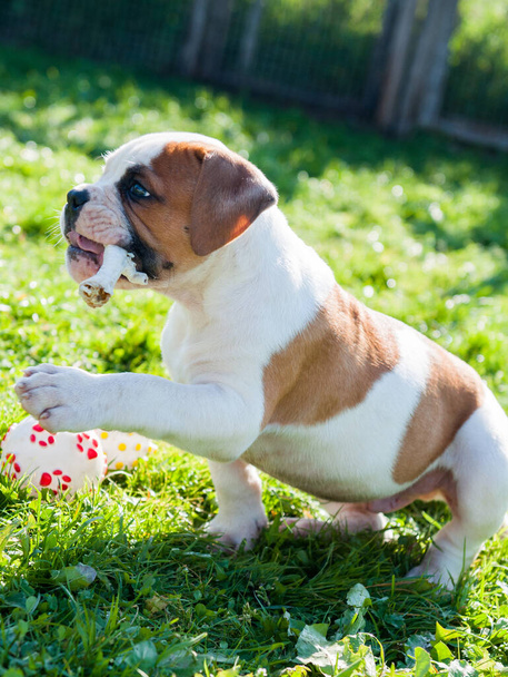 American Bulldog filhote de cachorro está comendo uma pata de frango na natureza - Foto, Imagem