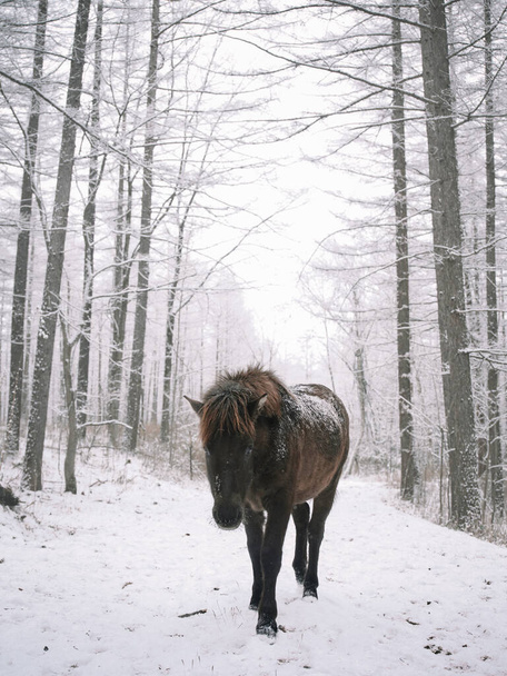 zwart paard in winterbos - Foto, afbeelding