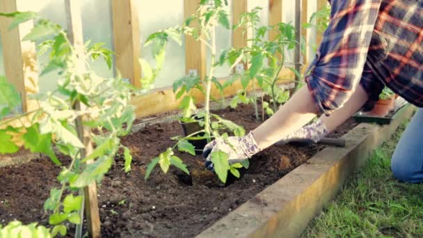 Manos de mujer plantando plántulas de tomate en invernadero. Jardinería orgánica y concepto de crecimiento - Metraje, vídeo