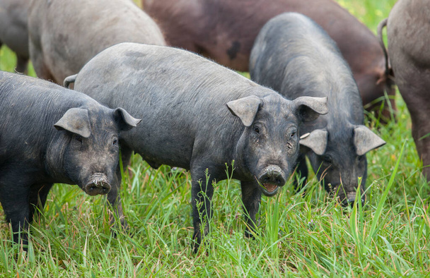 Uzun otların arasında özgürce koşan siyah İber domuzları. Badajoz ili, Extremadura, İspanya - Fotoğraf, Görsel