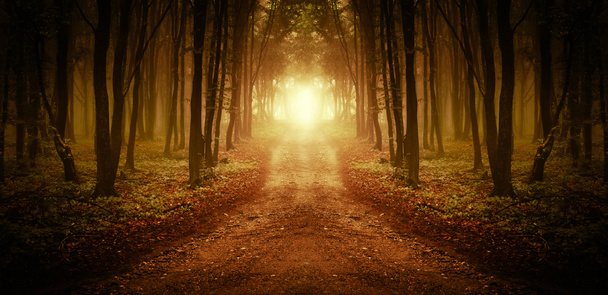 Tie symmetrisessä metsässä sumussa auringon noustessa
 - Valokuva, kuva