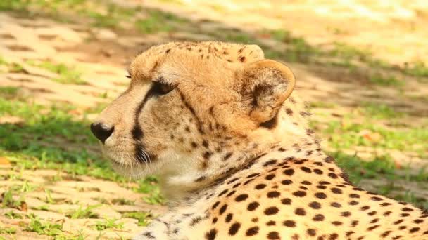 Close up cheetah  in Chiangmai Thailand - Footage, Video