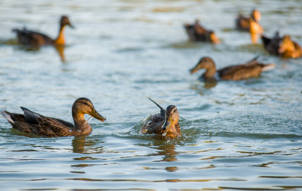 Багато красивих качок у ставку на воді на сонці
 - Фото, зображення