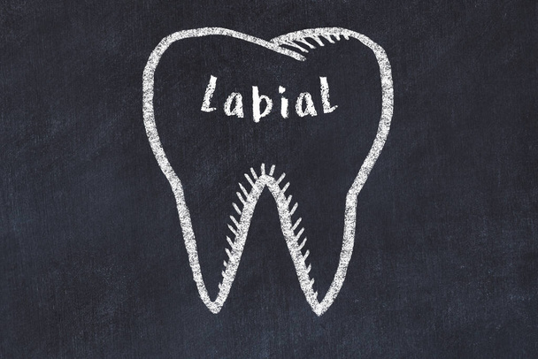 Крейдовий малюнок зуба з медичним терміном лабіальний. Концепція вивчення стоматології
. - Фото, зображення