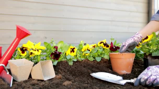 A kertészek koszos vagy talajos virágokat ültetnek a cserépbe. Kertészeti koncepció - Felvétel, videó