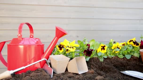 Οι κηπουροί φυτεύουν λουλούδια σε γλάστρα με χώμα ή χώμα. Έννοια κηπουρικής - Πλάνα, βίντεο