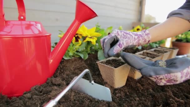 Gardeners hands planting flowers in pot with dirt or soil. Gardening concept - Footage, Video