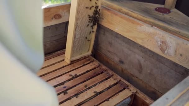 Apicultor está trabajando con abejas y colmenas en el colmenar. - Imágenes, Vídeo