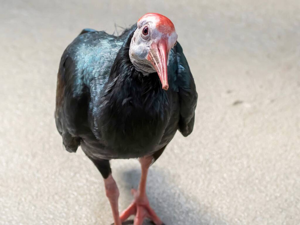Gier roofvogel loopt op de grond met een rood-wit hoofd en zwart lichaam, wild dier. - Foto, afbeelding
