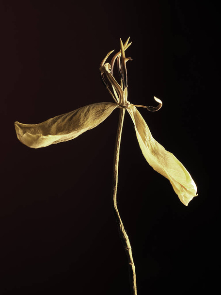 Old withered yellow tulip on a dark background, Past beauty with abstract fragility - Photo, Image