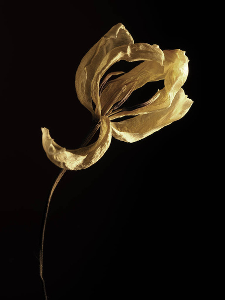 Old withered yellow tulip on a dark background, Past beauty with abstract fragility - Valokuva, kuva