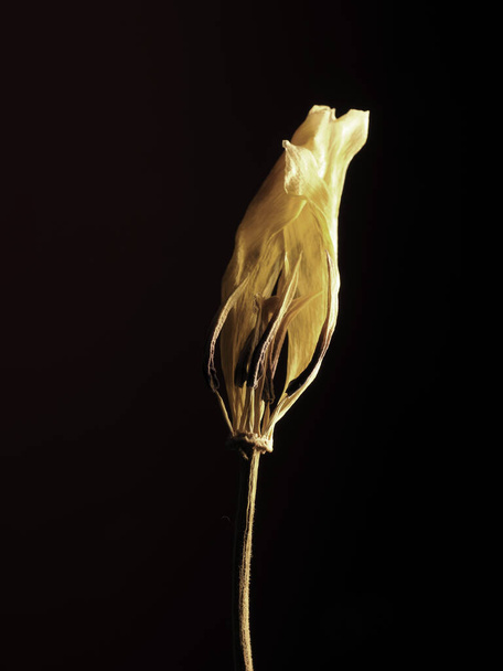 Old withered yellow tulip on a dark background, Past beauty with abstract fragility - Photo, Image
