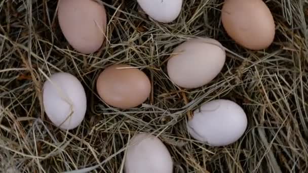 As mãos humanas tomam ovos de galinha crus frescos orgânicos, que se encontram no feno e giram no sentido horário em círculo. Movimento lento. Close-up. - Filmagem, Vídeo
