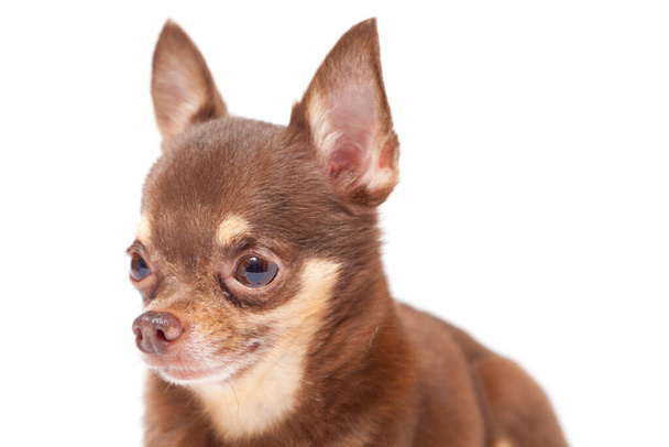Beyaz arka planda Chihuahua köpeğinin portresi. - Fotoğraf, Görsel