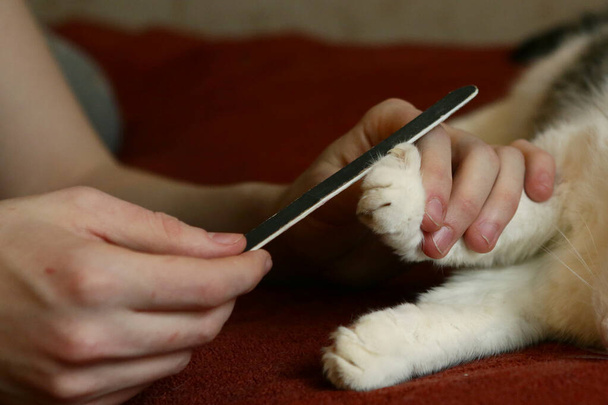 emberi kéz jégeső fájl bejelentés macska karmok közelkép fotó - Fotó, kép