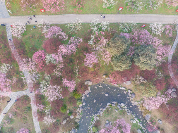 湖北省武漢市の東湖梅園の春梅と公園風景 - 写真・画像