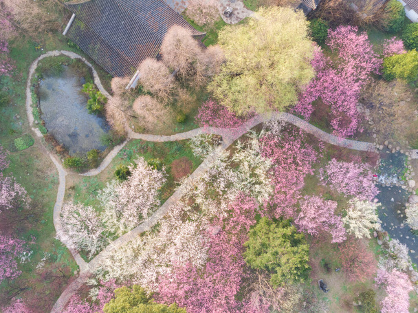 Bahar çiçekleri ve Wuhan, Hubei 'deki East Lake Plum Garden' da park manzarası. - Fotoğraf, Görsel