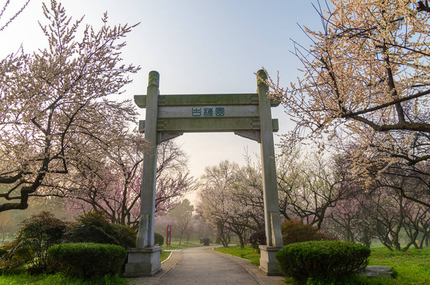 Spring plum blossoms and park scenery in East Lake Plum Garden in Wuhan, Hubei - Photo, Image