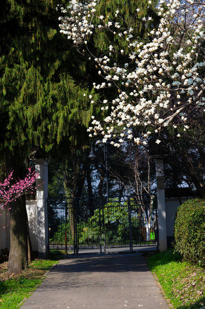 Primavera flores de ameixa e paisagem do parque em East Lake Plum Garden em Wuhan, Hubei - Foto, Imagem