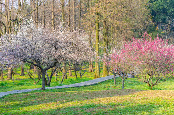 Bahar çiçekleri ve Wuhan, Hubei 'deki East Lake Plum Garden' da park manzarası. - Fotoğraf, Görsel