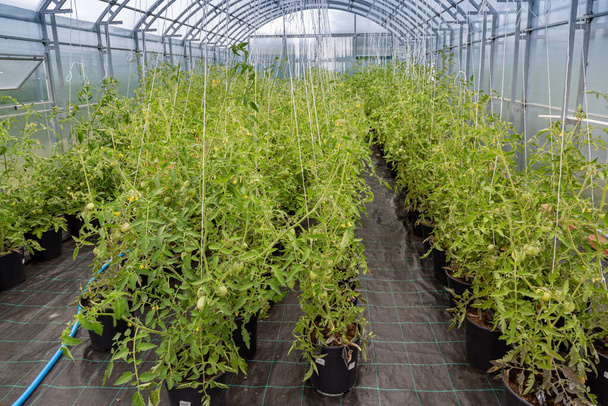 uuden tomaattilajikkeen lisääntyminen kasvihuoneessa - Valokuva, kuva