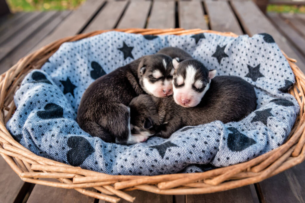 slapende pasgeboren Siberische husky puppies - Foto, afbeelding