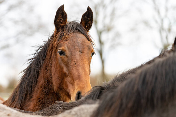 Коричневая голова лошади смотрит на гриву серого коня прямо в камеру. Лошади грязные от грязи и травы - Фото, изображение