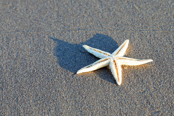 five pointed starfish on the sand of the beach near the ocean - Photo, Image