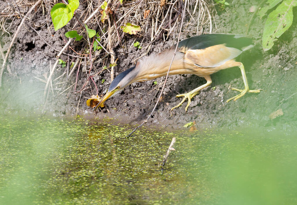 Trochę goryczy, Ixobrychus minutus. Samiec ptaka stoi na brzegu stawu i ostrożnie wpatruje się w wodę, czekając na ofiarę. - Zdjęcie, obraz