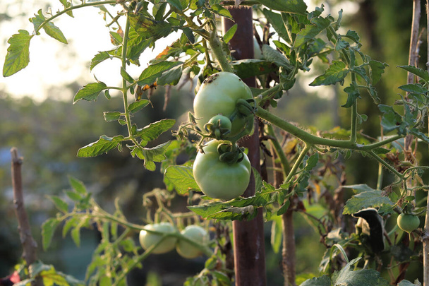 Detailní záběr velkých zelených rajčat v zeleninové zahradě. Biologické zemědělství. Velmi vkusná rajčata pěstovaná v rodinné zahradě, bez chemikálií. Rodinná tradice pěstování zeleniny doma. - Fotografie, Obrázek