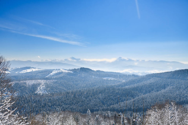 Scenic open winter view of Carpathian ukrainian mountains with snow mist, endless forest, frozen trees and blue sky - Photo, Image
