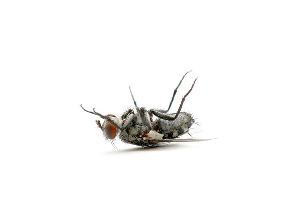 La mosca doméstica muerta sobre fondo blanco en el sudeste asiático. - Foto, imagen