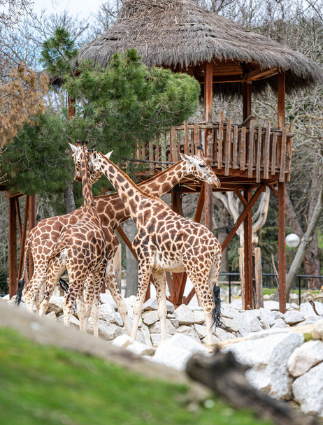 Three giraffes (Giraffa camelopardalis) near a hut in their enclosure - Photo, Image