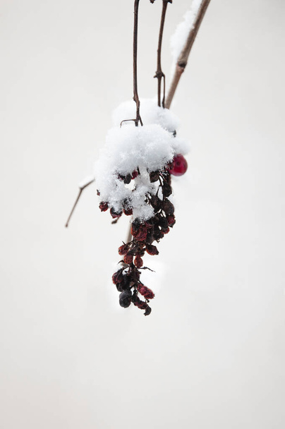 Winorośl mrożona i suszona, pokryta śniegiem, z bliska, kompozycja zimowa, opady śniegu, mroźna przyroda, tło czasu zimowego z przestrzenią do kopiowania - Zdjęcie, obraz
