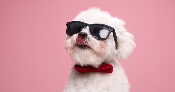 eager little cool puppy wearing red bowtie and sunglasses, sticking out tongue and licking nose, looking up and sitting on pink background in studio - Footage, Video