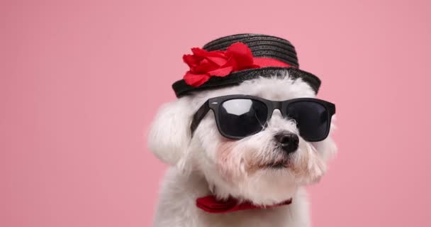 δροσερό μικρό κουτάβι bichon φορώντας γυαλιά ηλίου, παπιγιόν και μαύρο καπέλο, κοιτάζοντας γύρω και ποζάροντας σε ροζ φόντο στο στούντιο - Πλάνα, βίντεο