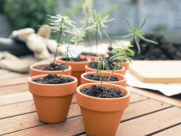Small seedlings of the Nordmann fir in plant pots on a plant table, gardening or forestry concept, environmental protection, nature conservation - Photo, image